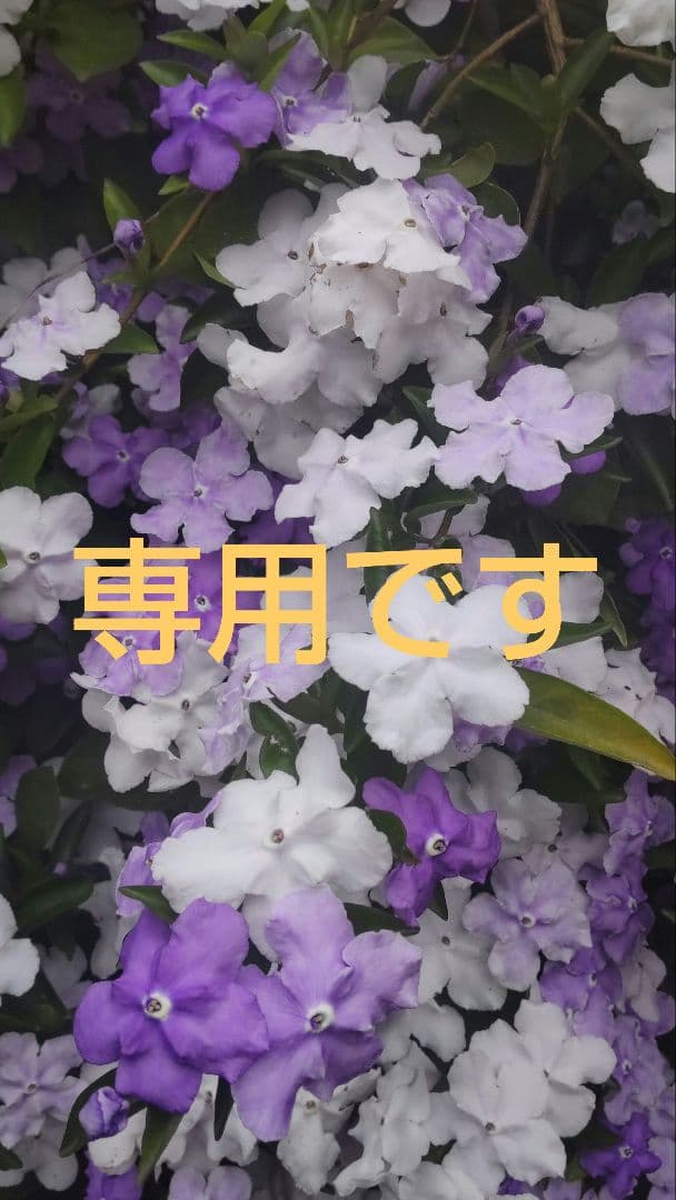 ♪♪ ★プロフ必読★