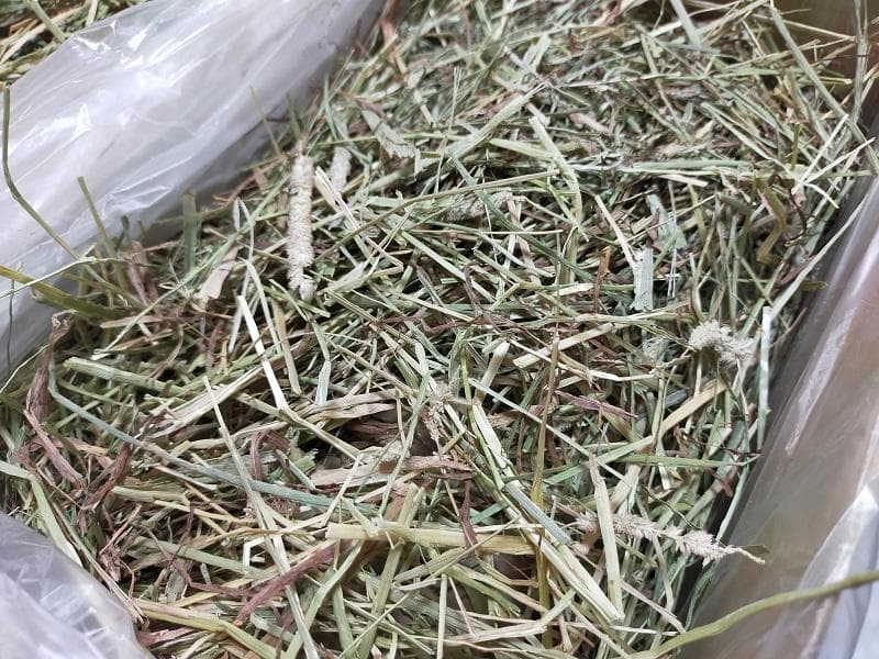 【3/16まで】 カナダ産 チモシー 50kg スーパープレミアム １番刈