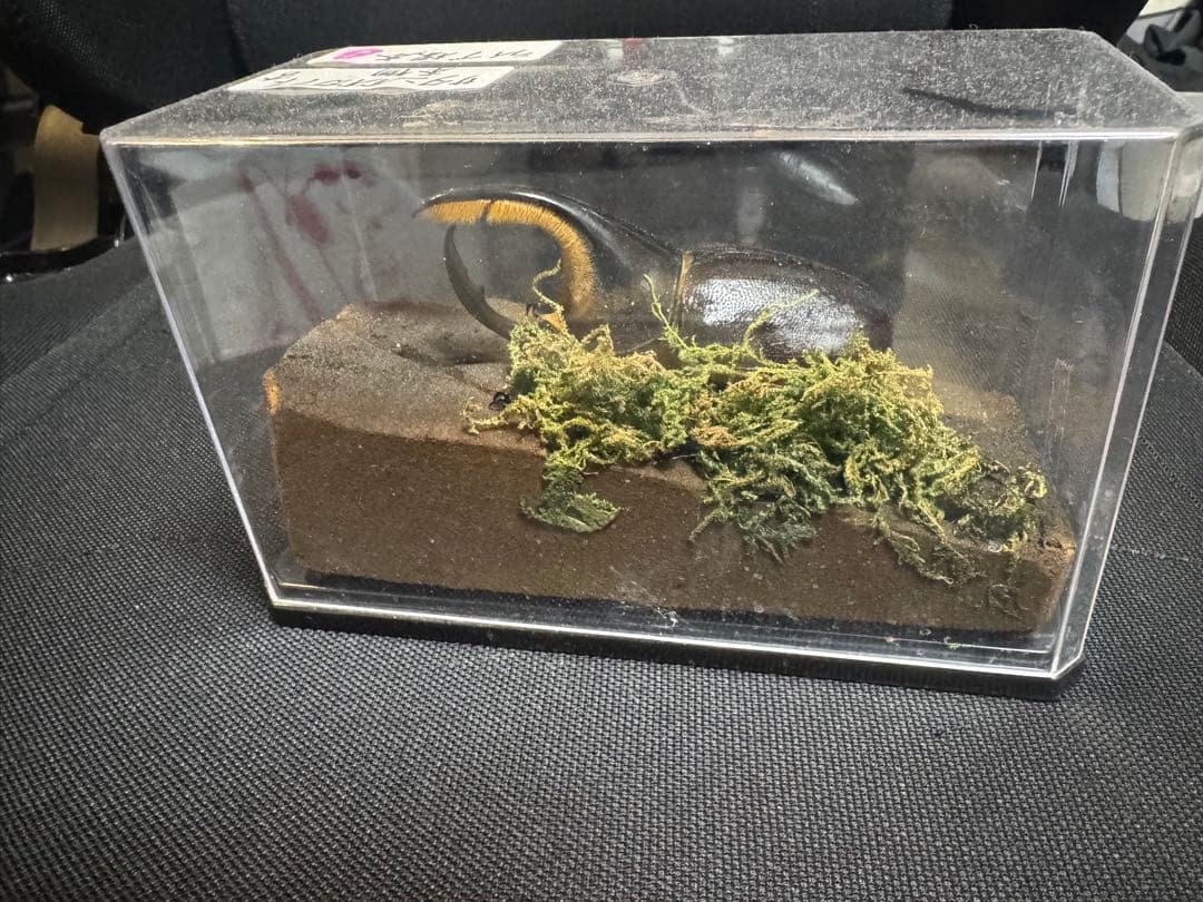 サタンオオカブト 標本 本物