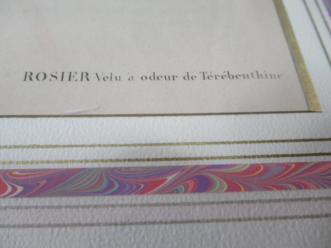 美品 三越発売 定価3万額装◆1835年 ルドゥーテ バラ図譜 ボタニカルアート