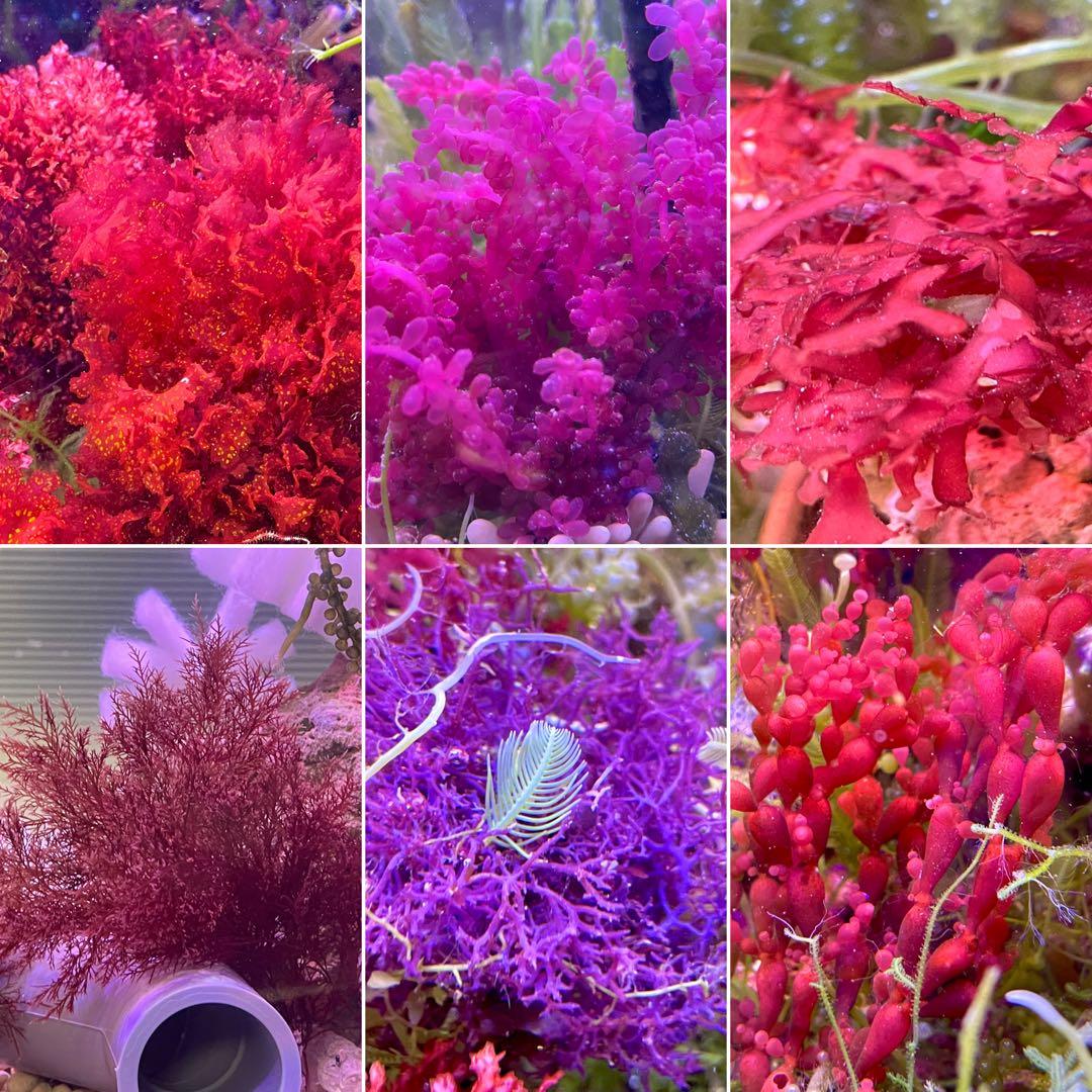 【匿名・宅急便配送】　海藻　紅藻 緑藻　気まぐれ出品！