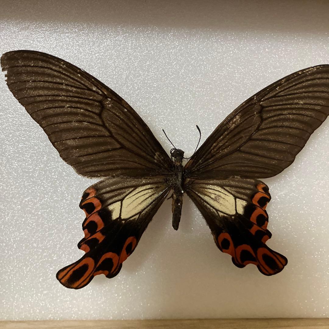 台湾フトオアゲハ