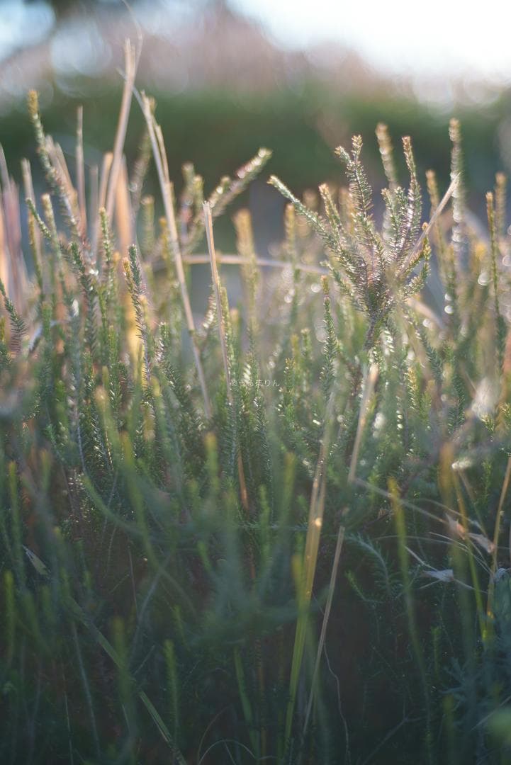 新品同様！Zeiss C Sonnar 50mm F1.5 ZM ライカM