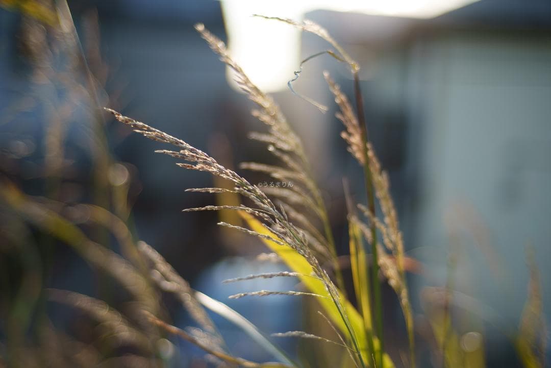 新品同様！Zeiss C Sonnar 50mm F1.5 ZM ライカM