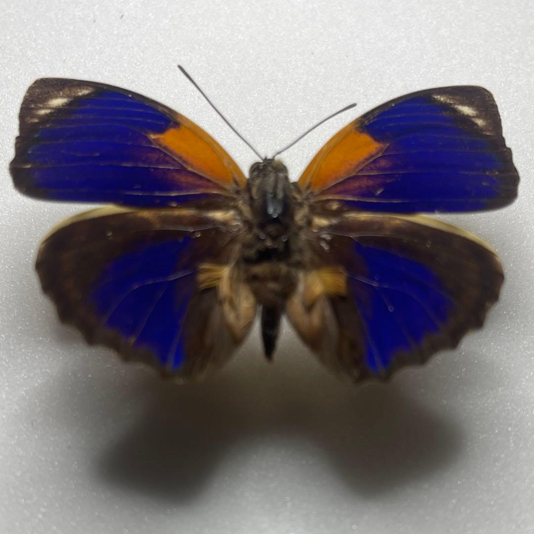 agrias phalcidon fournierae標本