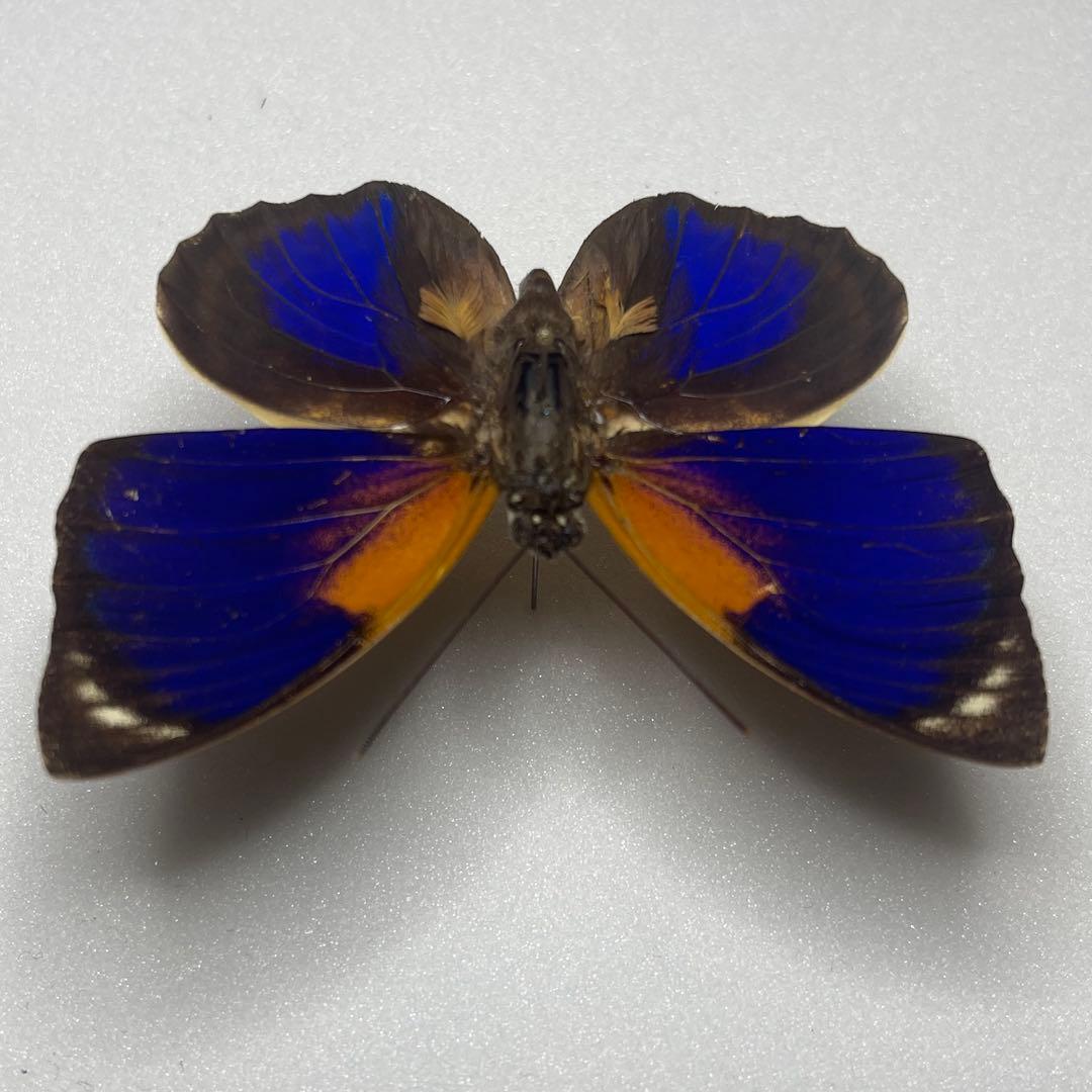 agrias phalcidon fournierae標本