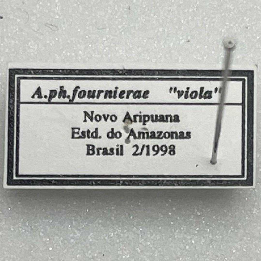 agrias phalcidon fournierae標本