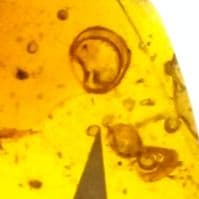 虫入り琥珀　可動水泡大1　化石　ミャンマー　カムティかタナイ産　9900万年前