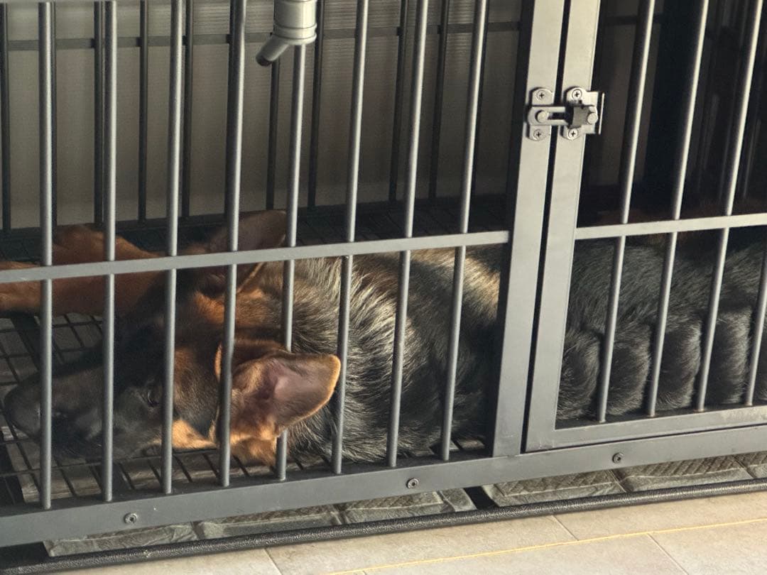 BingoPaw ペットケージXL size