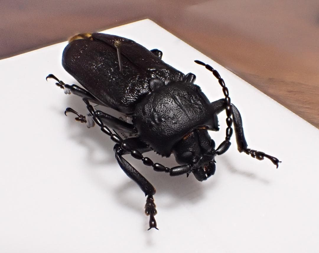 超希少　P.N.G　ベニゲセニオオチャイロウスバカミキリ　標本