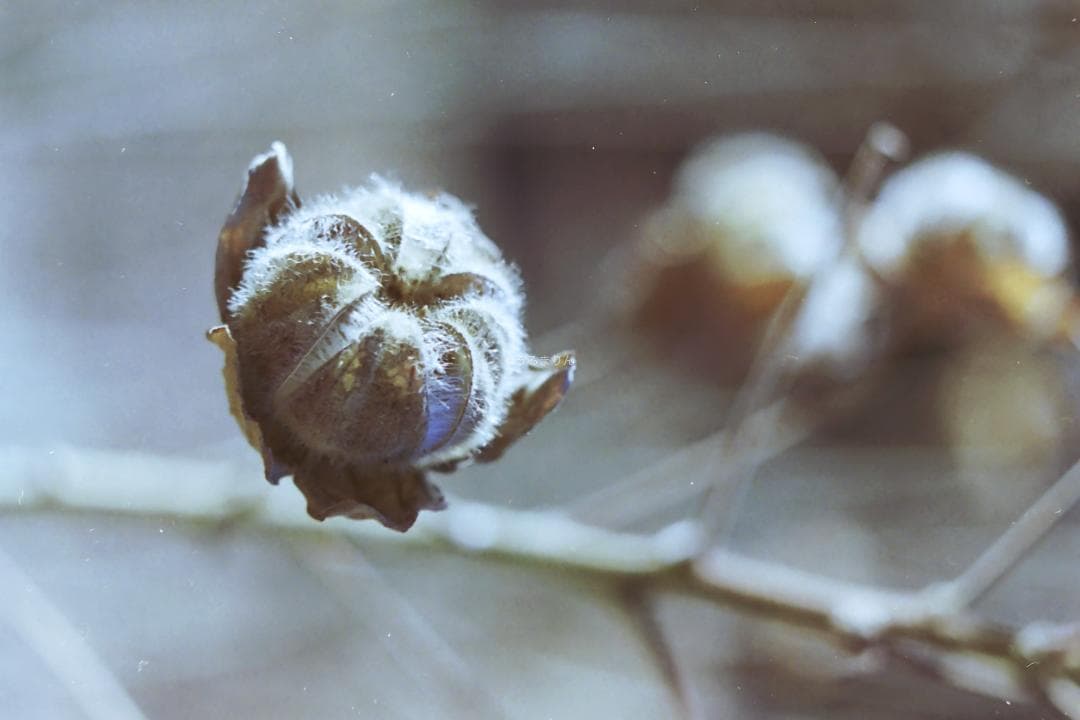 kotatsu様　最もシンプルなM型ライカ！Leica M1 フィルムカメラ