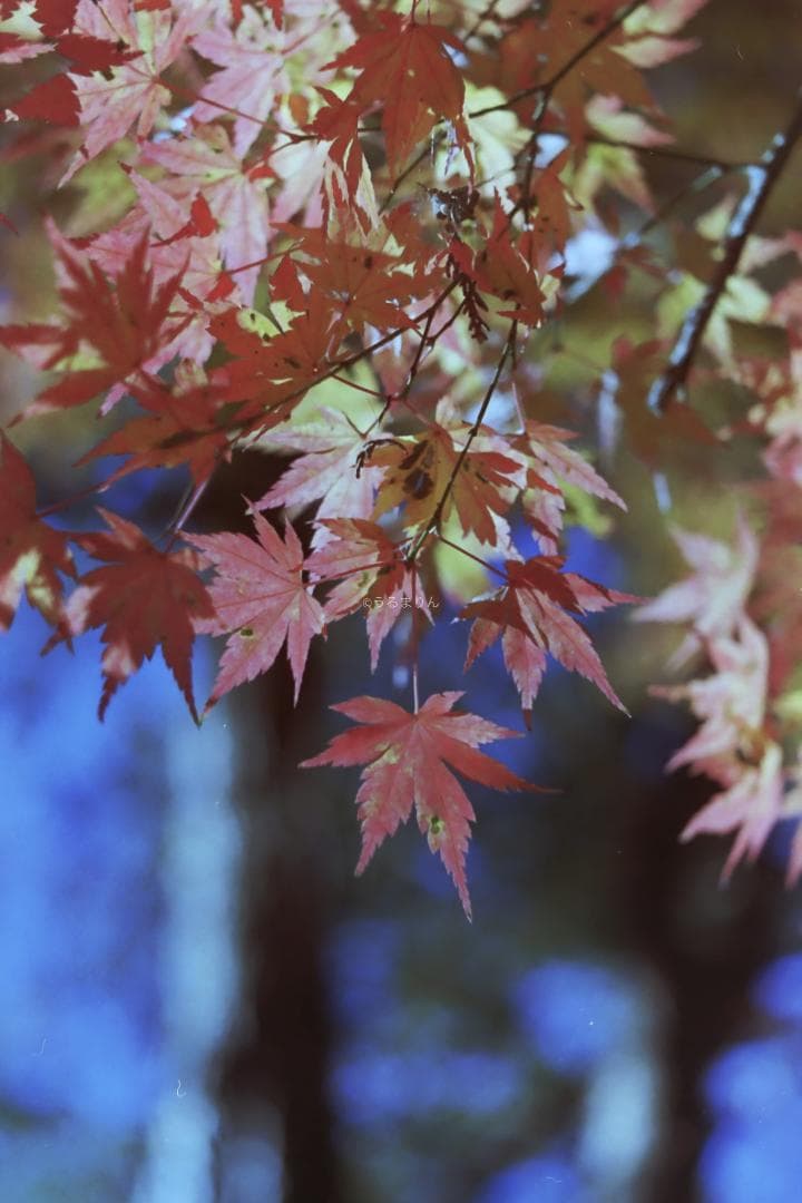 kotatsu様　最もシンプルなM型ライカ！Leica M1 フィルムカメラ