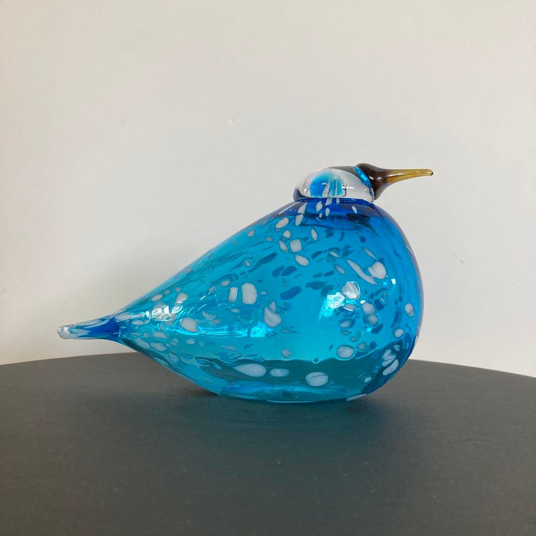 イッタラバード　ブルーフィンチ　blue finch ④