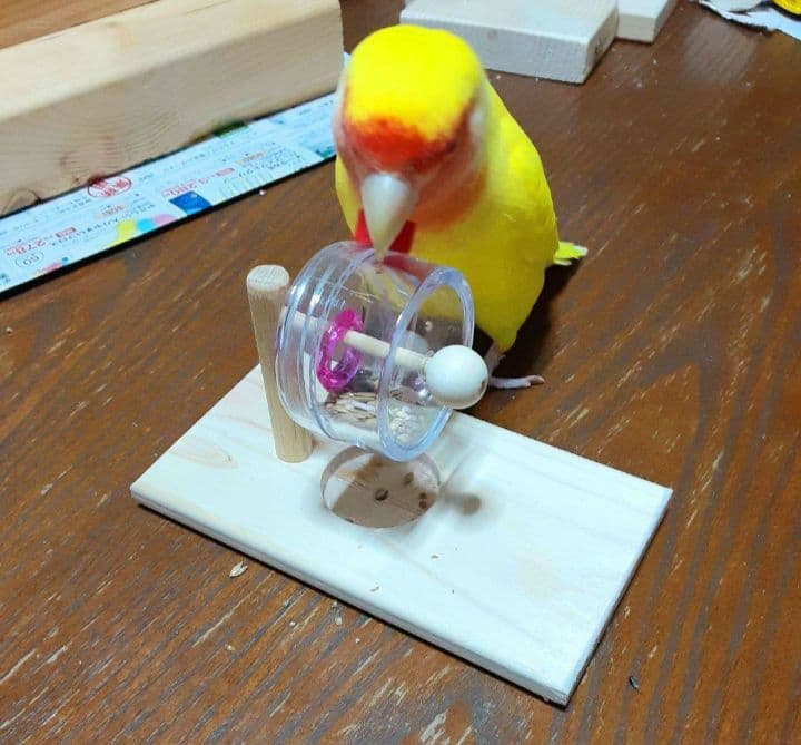 くるくる3点、吊り下げフォージングトイ色々セット　バードトイ　インコ