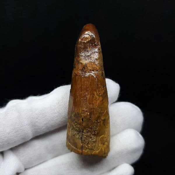 美品 スピノサウルス 本物 モロッコ産 61.52mm ケース付き sp363