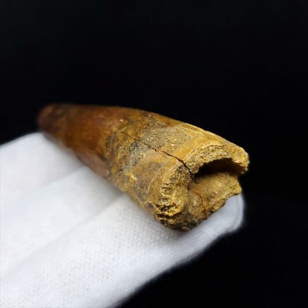 美品 スピノサウルス 本物 モロッコ産 61.52mm ケース付き sp363