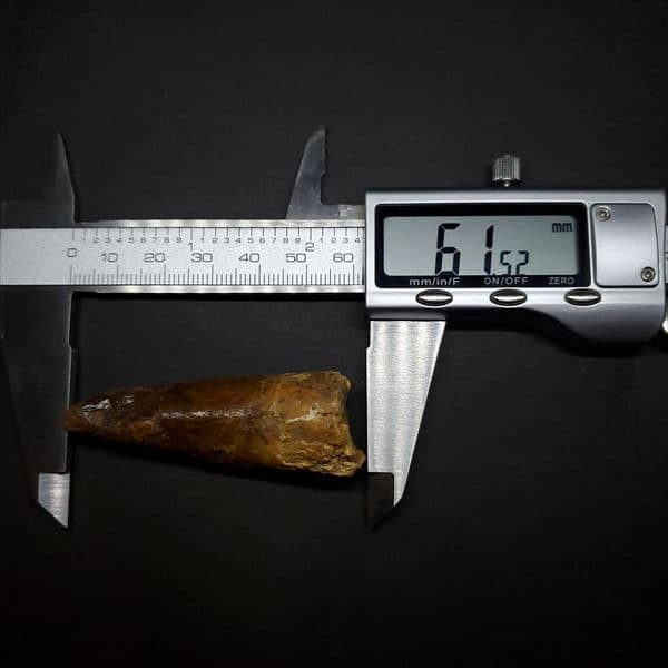 美品 スピノサウルス 本物 モロッコ産 61.52mm ケース付き sp363