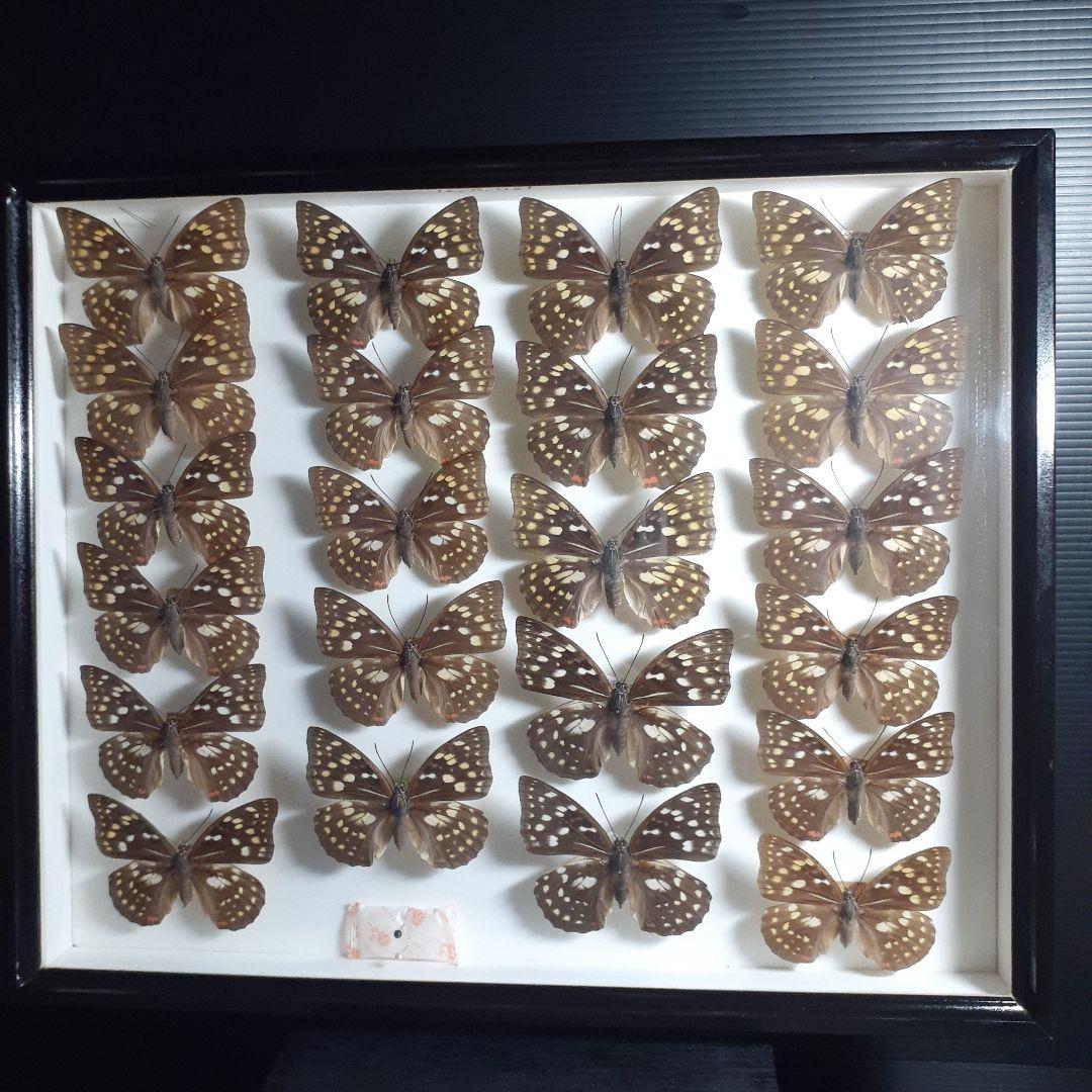 蝶標本　オオムラサキ　♂️♀60頭。大型ドイツ標本箱二箱入りセット