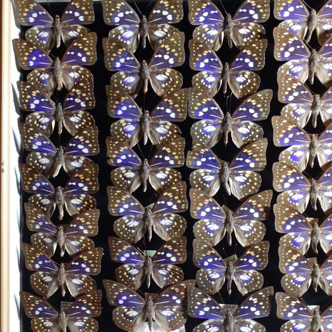 蝶標本　オオムラサキ　♂️♀60頭。大型ドイツ標本箱二箱入りセット