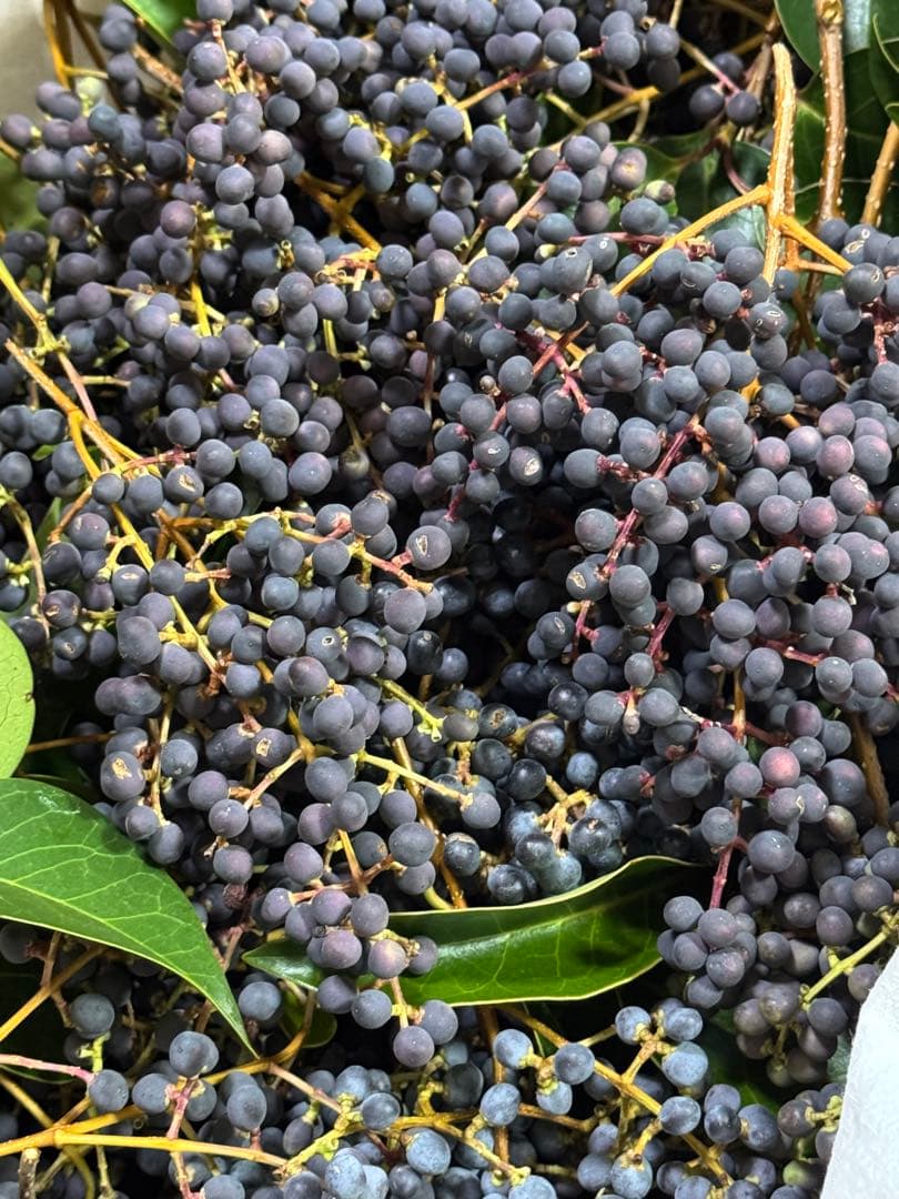 完熟フレッシュトウネズミモチの実　小枝付き