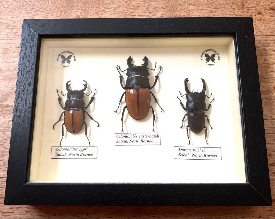 フレーム入り　 ボルネオ島クワガタムシ　標本