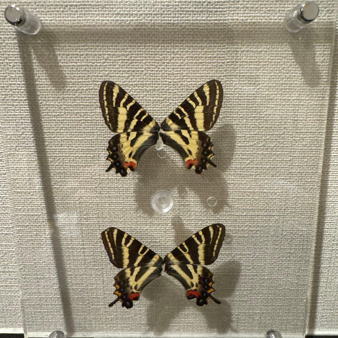 蝶の標本14匹セット