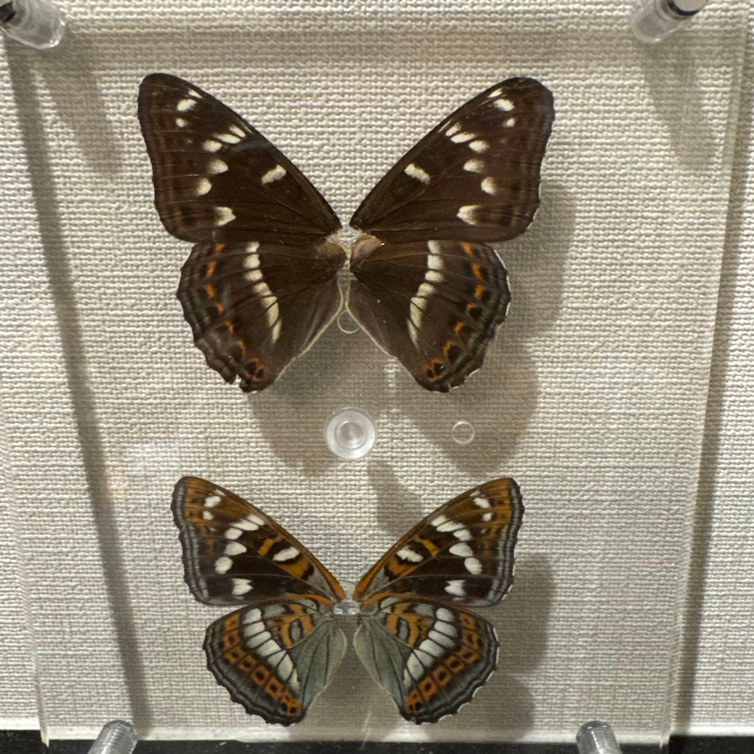 蝶の標本14匹セット