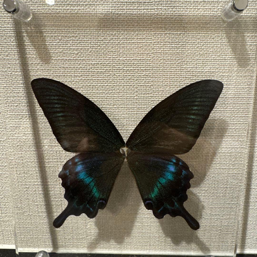 蝶の標本14匹セット