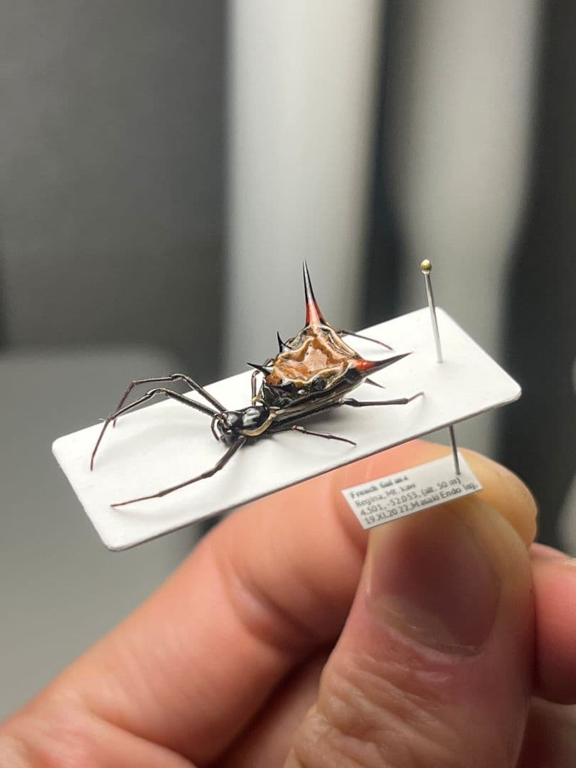 【標本】トゲグモ フレンチギアナハンツマン トゥルースパイダーマンティスムカデ
