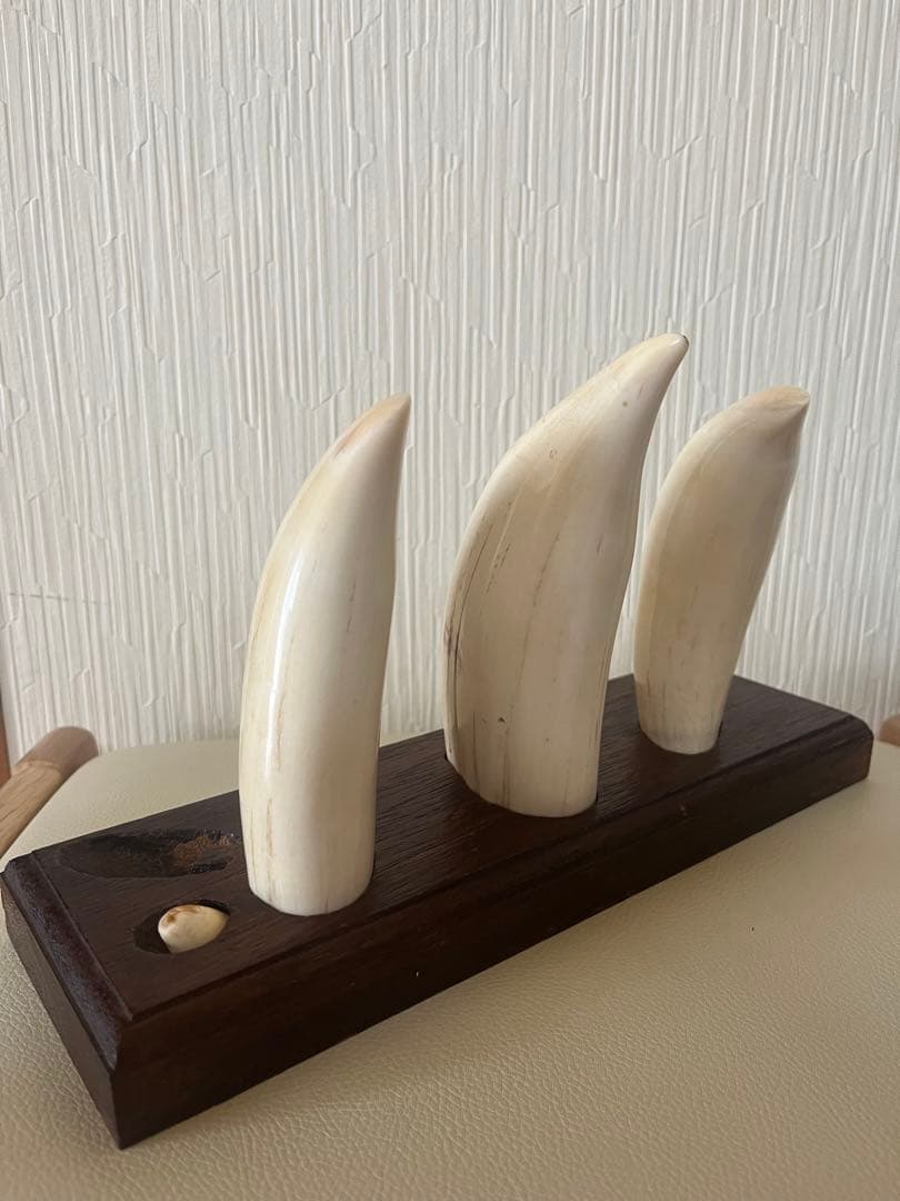 東*研様 希少　マッコウクジラの歯　置物