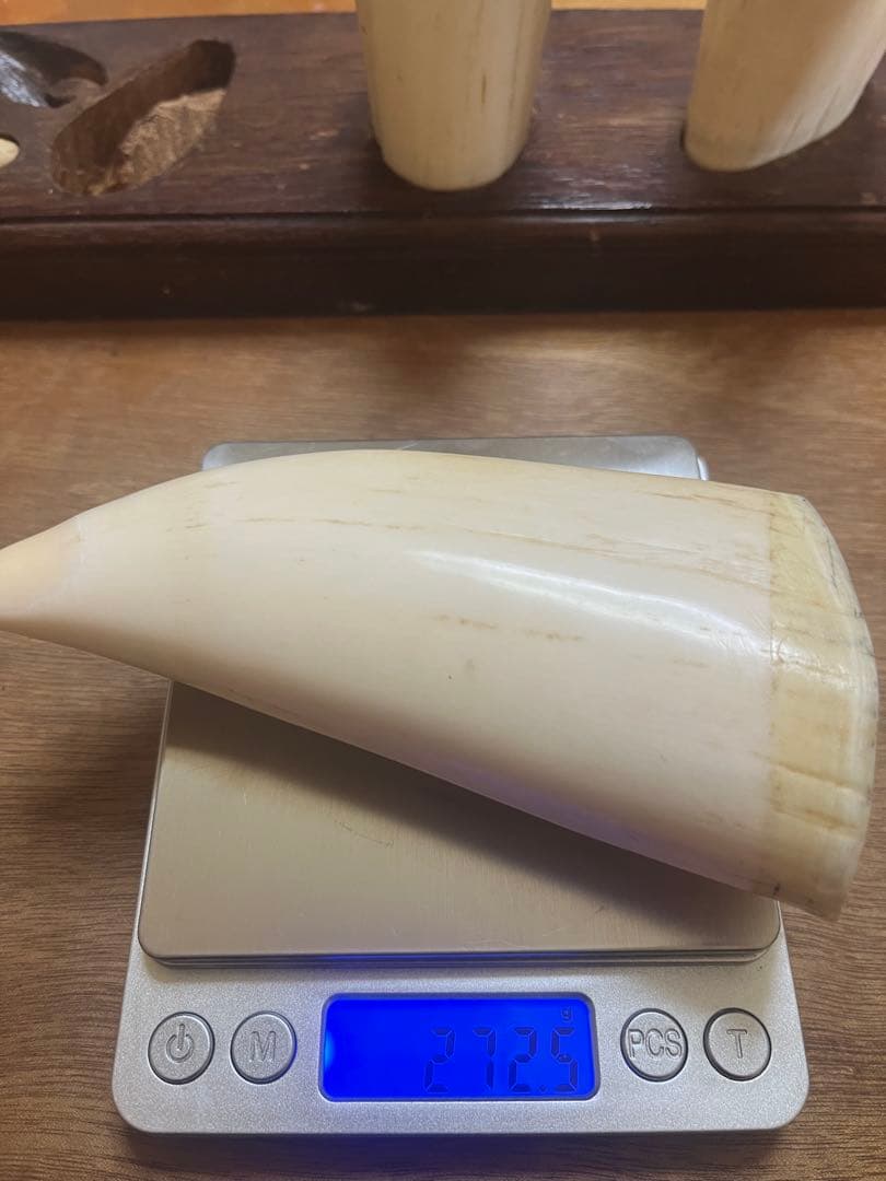 東*研様 希少　マッコウクジラの歯　置物