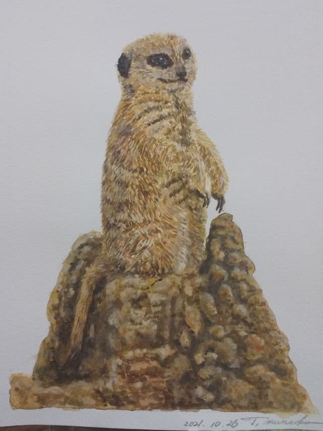 ミーアキャットさん