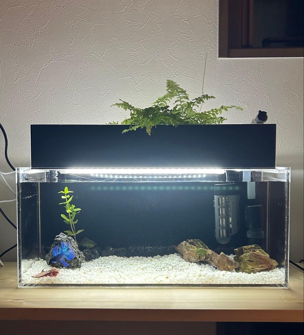 【格安】アクリル製ベタポニックス水槽
