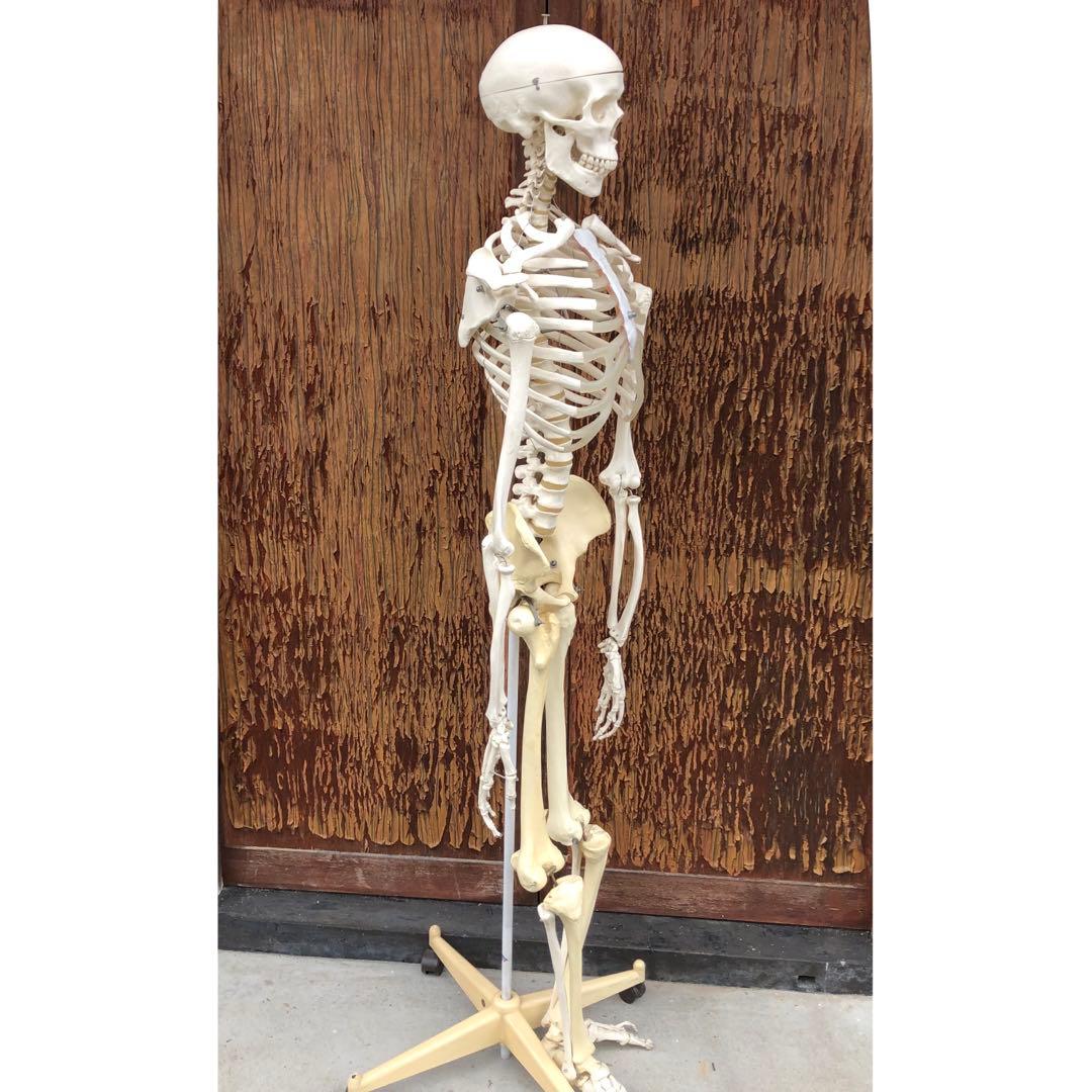 3B 人体模型 等身大 ドイツ 3B Scientific社 全身骨格模型