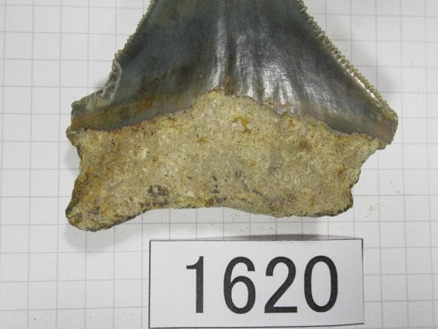 化石 サメの歯　メガロドン　インドネシア　6.5cm　No.1620