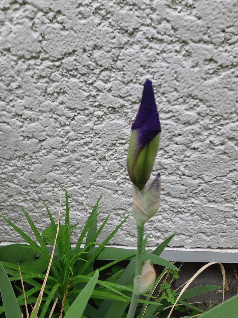 未使用　裏千家の丸棚　福井河田塗　組み立て式ではない