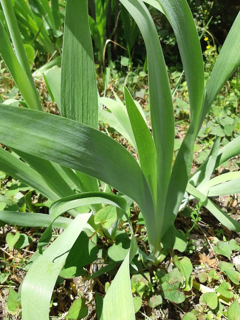 未使用　裏千家の丸棚　福井河田塗　組み立て式ではない
