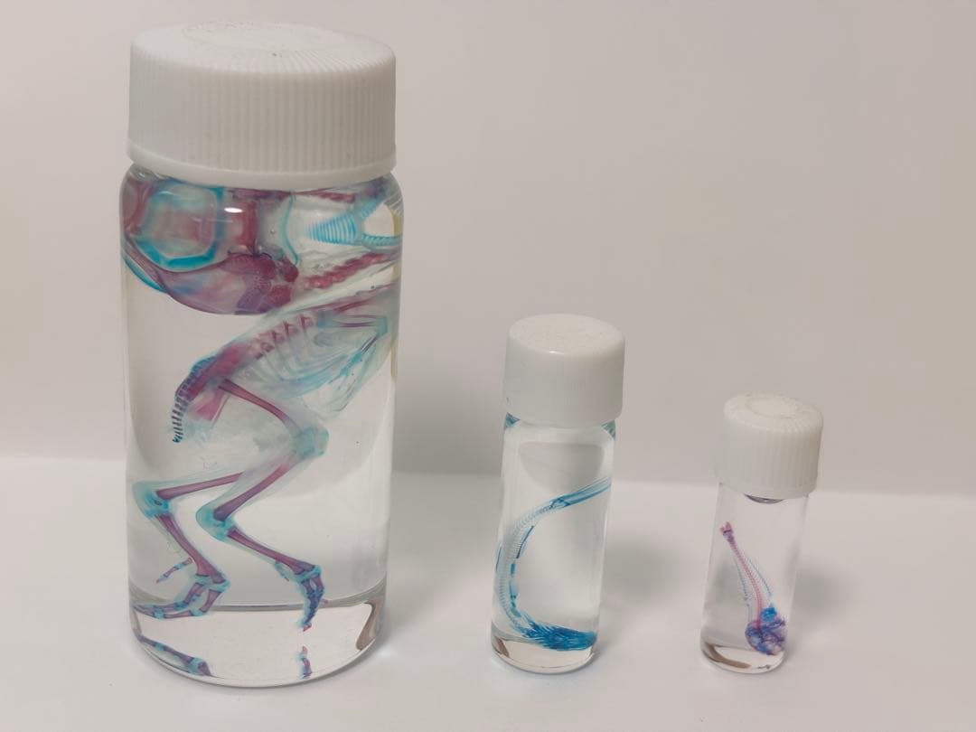 透明標本 ウズラ・シラス・アナハゼ