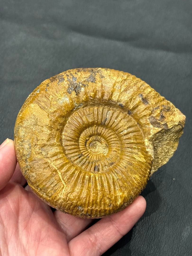 化石　アンモナイト　パーキンソニア