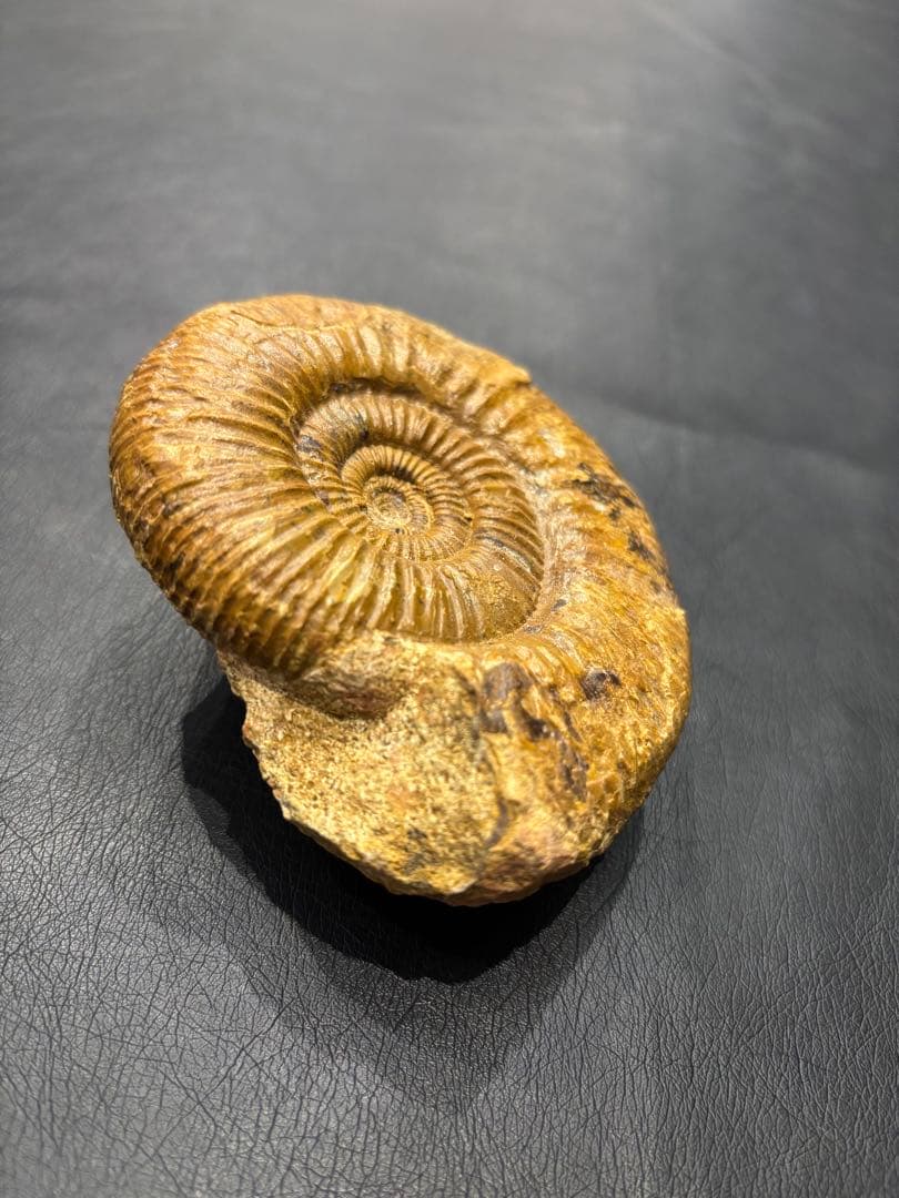 化石　アンモナイト　パーキンソニア