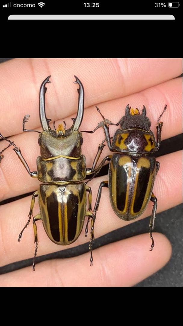 【昆虫標本】パラワン、ゼブラ、フルストルファー、スマトラ