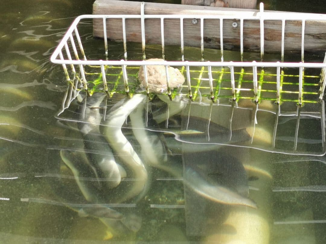 ハイジャンプ 7キロ うなぎの餌 ウナギの餌 鰻の餌 鰻用 練り餌 養鰻飼料 釣