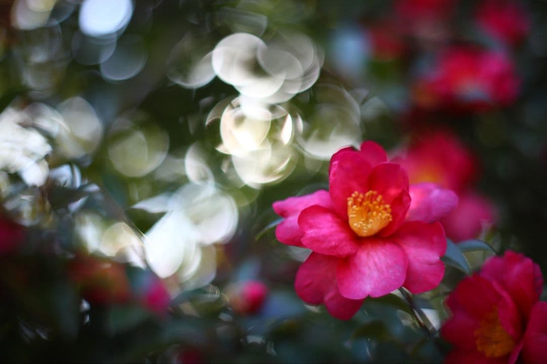 作例あり☆整備済 Super-Takumar 50㎜ f1.4 スーパータクマー