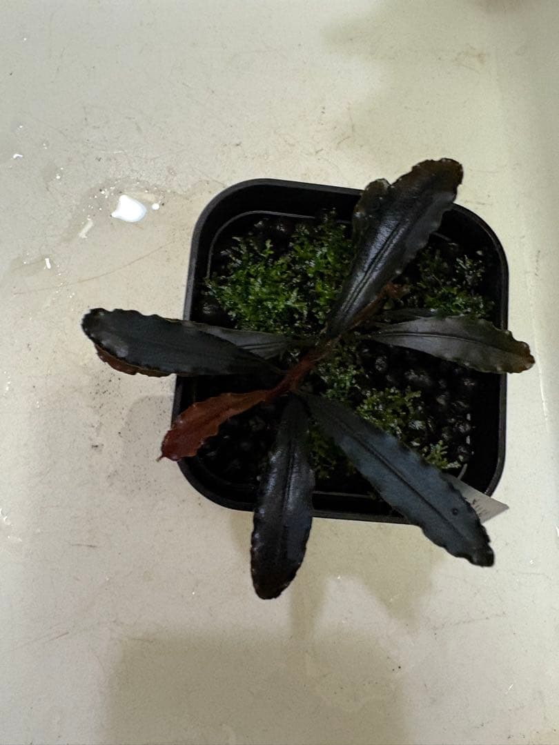 ブセファランドラ ゴーストカリマンタン 1株（プレモスおまけ）