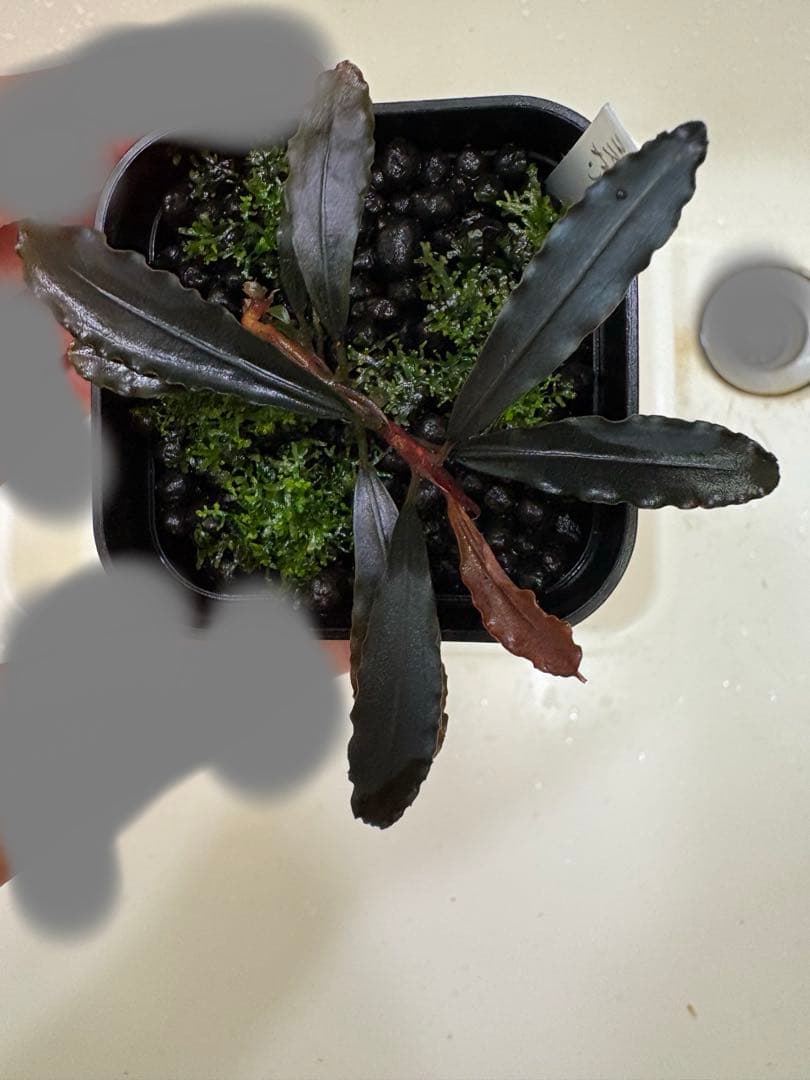 ブセファランドラ ゴーストカリマンタン 1株（プレモスおまけ）