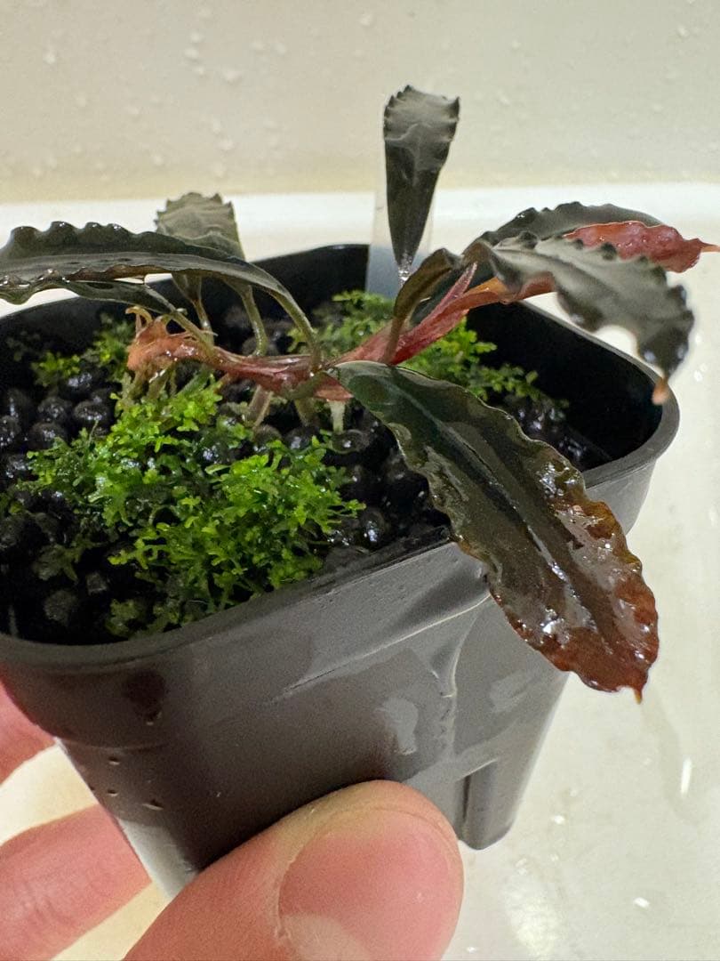 ブセファランドラ ゴーストカリマンタン 1株（プレモスおまけ）