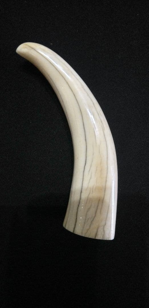 マッコウ鯨の牙、装飾用材料、根付け材、