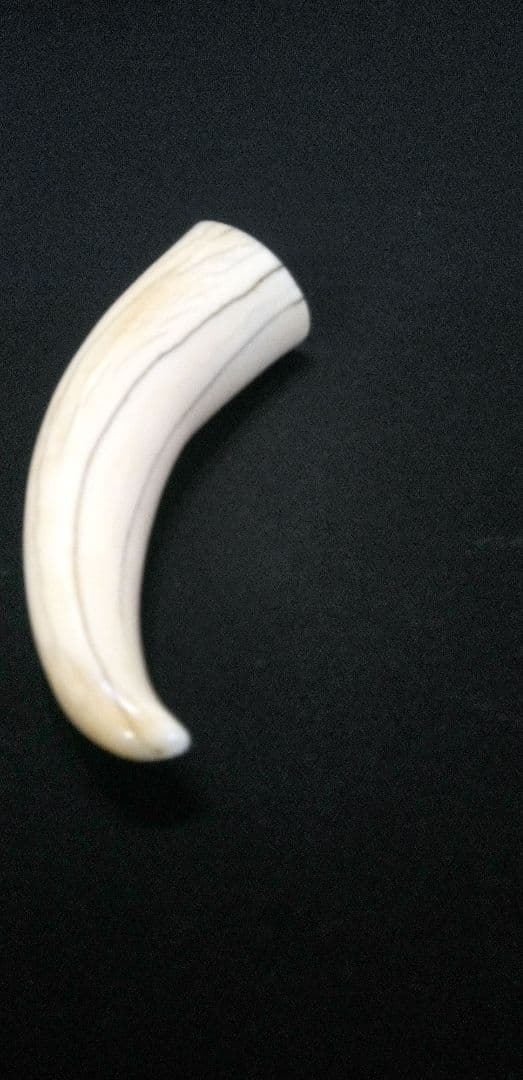 マッコウ鯨の牙、装飾用材料、根付け材、