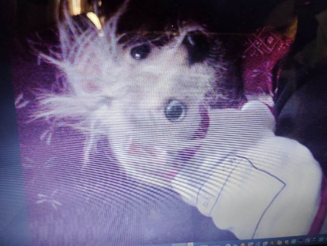 フリル付き白い服のチワワ