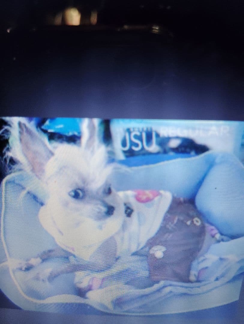 フリル付き白い服のチワワ